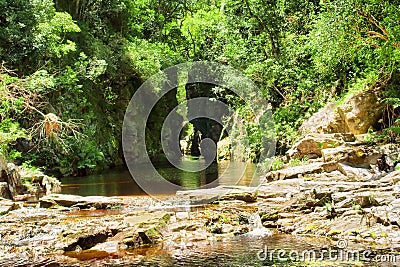 Green canyon with tea-water river Stock Photo