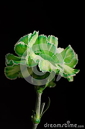 Green Carnation on Black Background Verticle Stock Photo