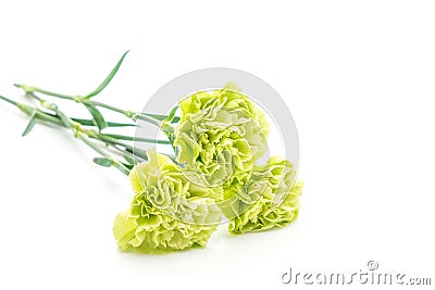 green carnation flower Stock Photo