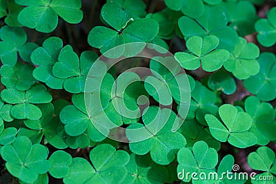 Green carpet of a bunch of green clover closeup, Oxalis acetosella Stock Photo