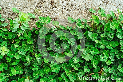 Green carpet of clover. Texture of the leaves of the clover. Pla Stock Photo