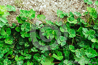 Green carpet of clover. Texture of the leaves of the clover. Pla Stock Photo