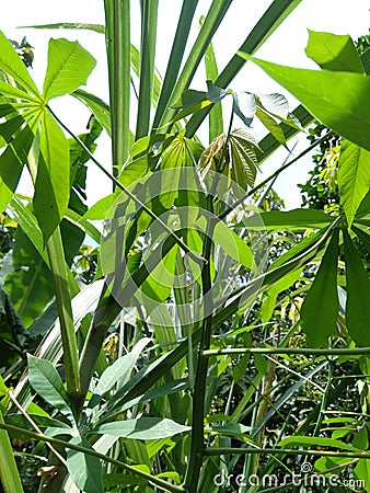 Green Casava leaf Stock Photo