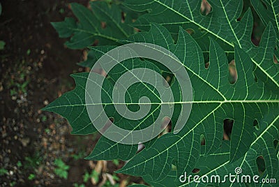 green cassava leave close up Stock Photo