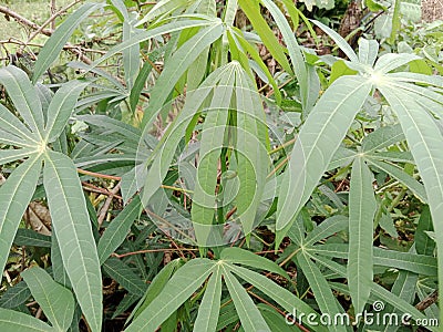 Green cassava leaves are entering the harvest period Stock Photo