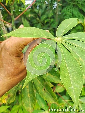 Green cassava leaves Stock Photo