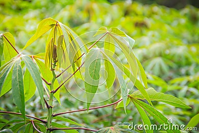 Green cassava tree in the cultivated field. Cassava (Manihot esculenta), also called Yuca, Mandioa, Manioc, Tapioca, Brazilian ar Stock Photo