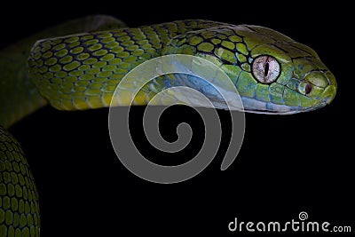 Green cat snake Boiga cyanea Stock Photo