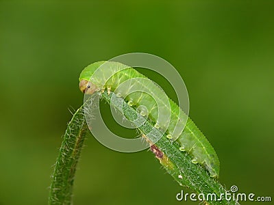 Green caterpillar Stock Photo