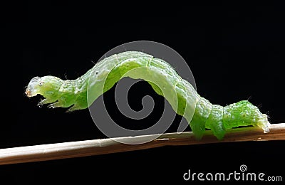 Green caterpillar Stock Photo