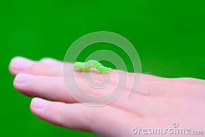 Green caterpillar on child hand Stock Photo