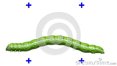 Caterpillar on White, Looping 3D Animation Stock Footage - Video of crawl, flexible: 152938376 Caterpillar on White, Looping 3D Animation Stock Footage - Video of crawl, flexible: 152938376