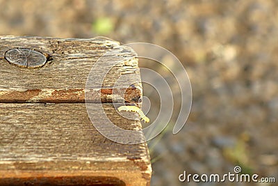 Green caterpillar crawling on a wooden bench. Stock Photo