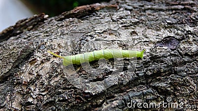 A green caterpillar crawls on the bark Stock Photo