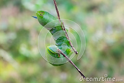 Caterpillar of Eyed Hawk moth. Close up view Stock Photo