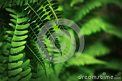 Green Caterpillar on a Fern Stock Photo