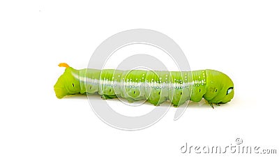 Green caterpillar isolated on white Stock Photo