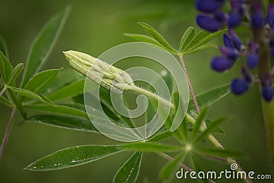 A green caterpillar on a lupine blossom Stock Photo