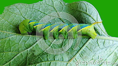 Green caterpillar with polka dots. Is a pupa that begins to mature Stock Photo