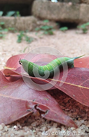 Green caterpillar with tail Stock Photo