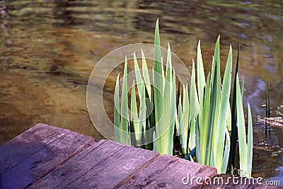 green cattail leaves in the old pond and wooden bridge Stock Photo