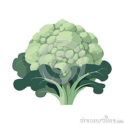 Green cauliflower leaf vegetarian Vector Illustration