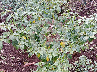 a green cayenne pepper plant that is blooming and bearing fruit, and some of its leaves are yellowing Stock Photo