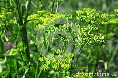 Green celery seed Stock Photo