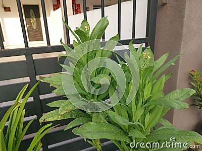 Green celtuce lactuca sativa growing on the pot. Stock Photo