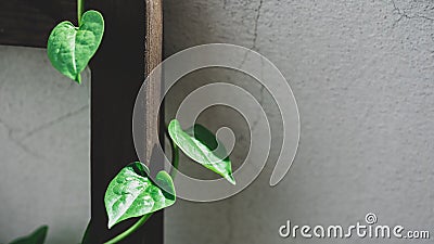 Green ceylon spinach climbing on old concrete wall Stock Photo