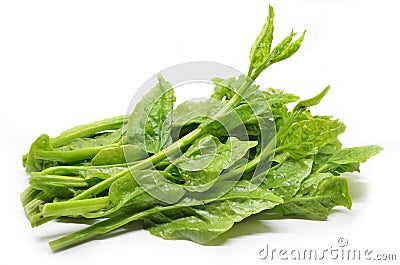 Green Ceylon Spinach Stock Photo