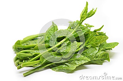 Green Ceylon Spinach Stock Photo