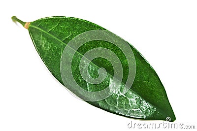 Green Ceylon tea leaf on white Stock Photo