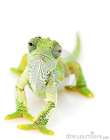 Green Chameleon Stock Photo