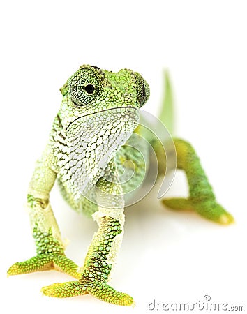 Green Chameleon Stock Photo