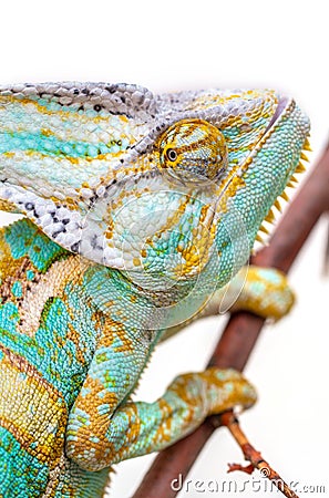 Green chameleon close-up on a white background. Stock Photo