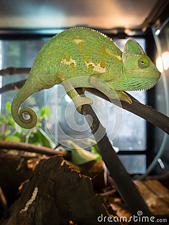 Green chameleon immure in glass cabinet Stock Photo