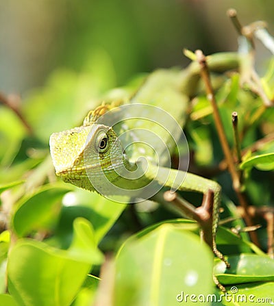 Green chameleon in macro Stock Photo