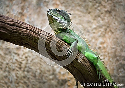 Green chameleon resting. Stock Photo