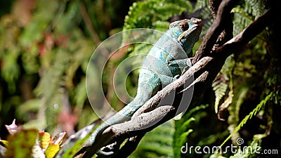 Green chameleon on a tree branch. Adapted to an arboreal lifestyle, able to change body color in accordance with the Stock Photo