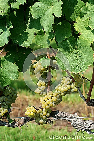 Green chardonnay grapes Stock Photo