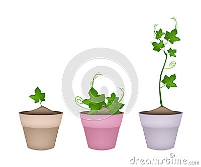 Green Chayote Plants in Ceramic Flower Pots Vector Illustration