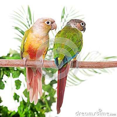 Green-cheeked parakeet in studio Stock Photo