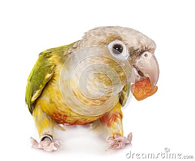 Green-cheeked parakeet in studio Stock Photo