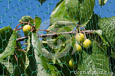 Green Cherries Stock Photo