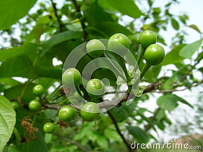 The green cherries Stock Photo