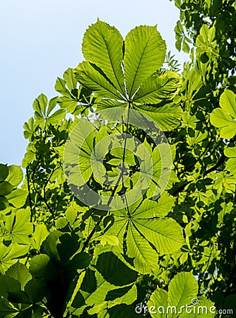 Green Chestnut Castanea sativa Leaves in the sunlight. Spanish chestnut foliage Stock Photo