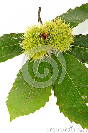 Green chestnut curls Stock Photo