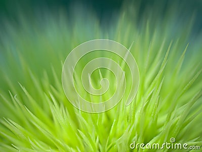 Green chestnut high magnification macro Stock Photo