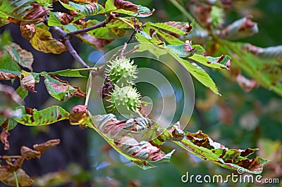 Green chestnut at a horse chestnut tree Stock Photo